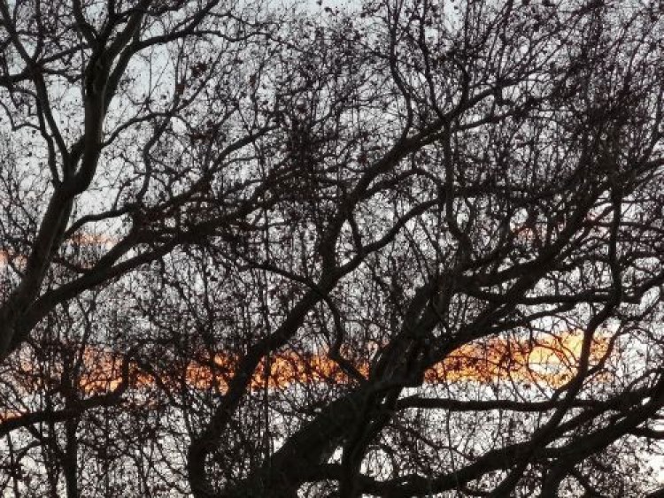 Sunset behind plane tree