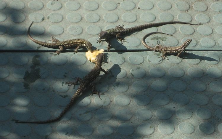Four lizards