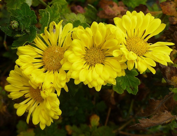 Michaelmas daisies