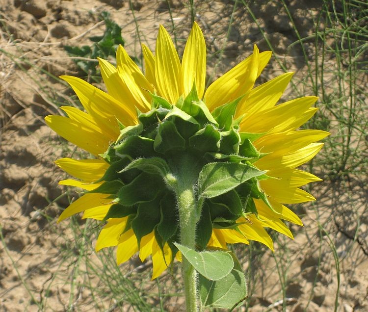 Sunflower in Tuscany