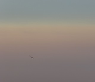 Flight at dusk