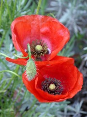 Poppies on terrace in April