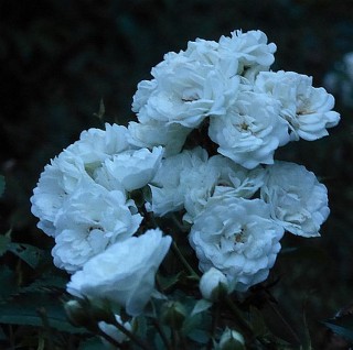 White roses at dusk