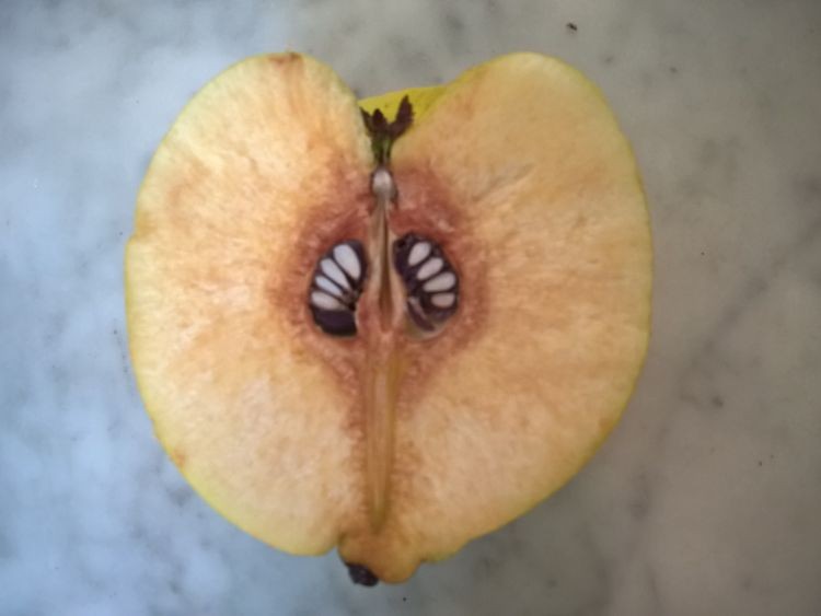 Half an apple