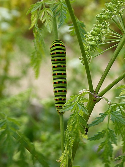 Caterpillar