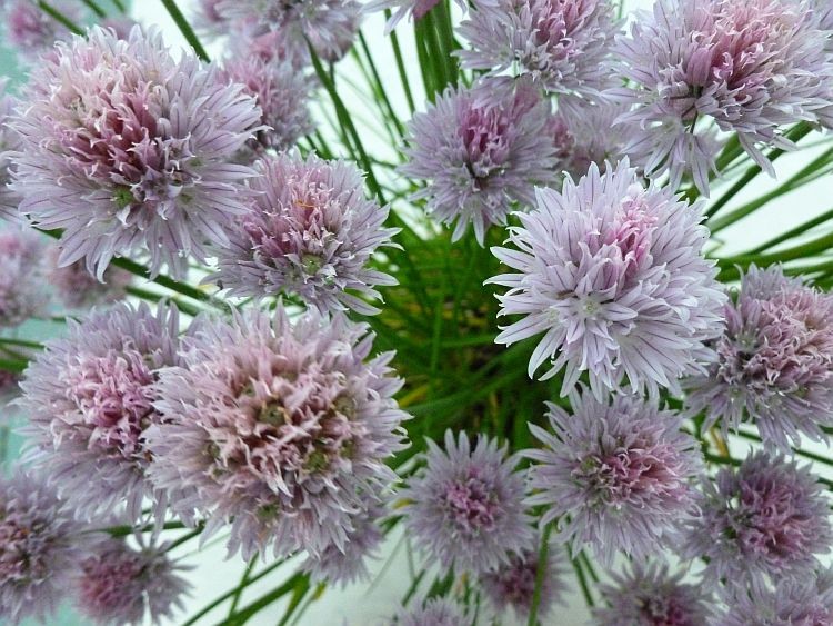 Flowering chives