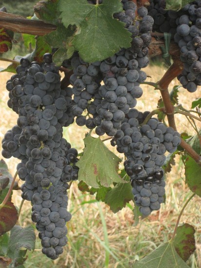 Grapes ready for harvest