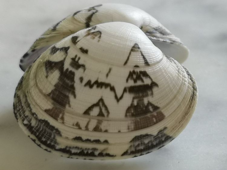 Shell hieroglyphics (1)