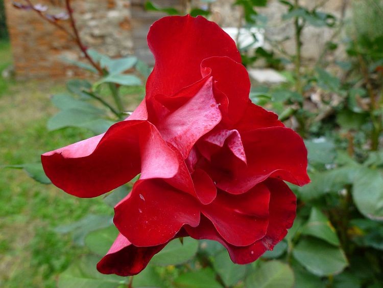 La rosa di Gino