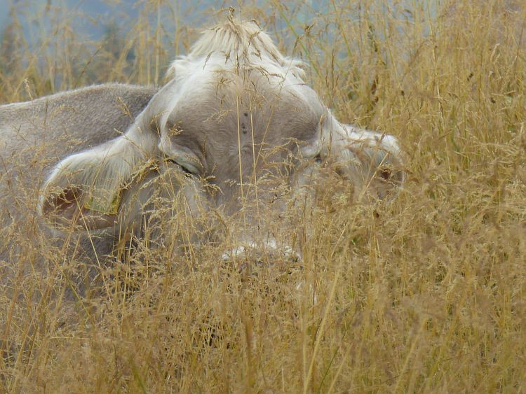 Cow resting