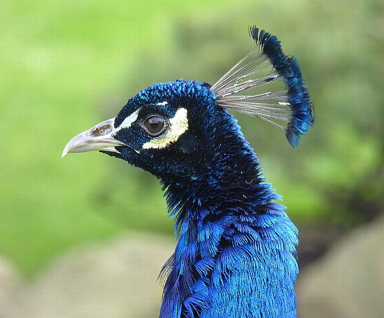 Peacock